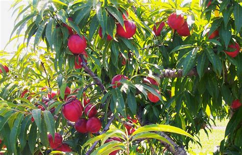 Nectarine Low Chill Fruit Tree Varieties Anfic
