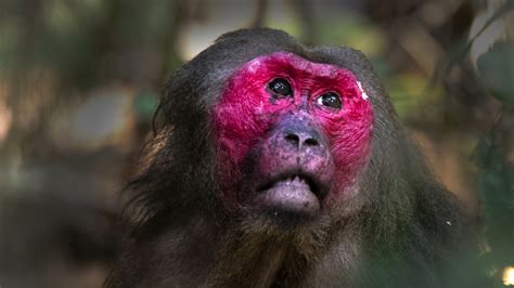 Stump Tailed Macaques Of Hollongapar Roundglass Sustain