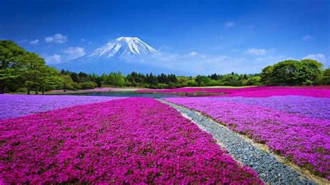 Spring Field With Flowers Mountain Fuji Blue Japan Landscape Wallpaper