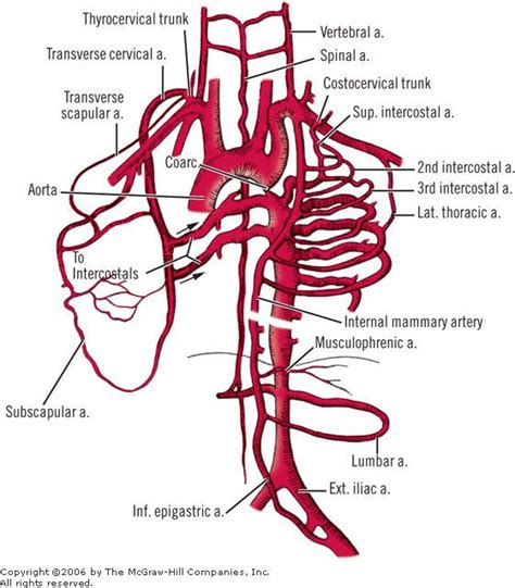Accesssurgery Print Thoracic Arteries Lymph Nodes