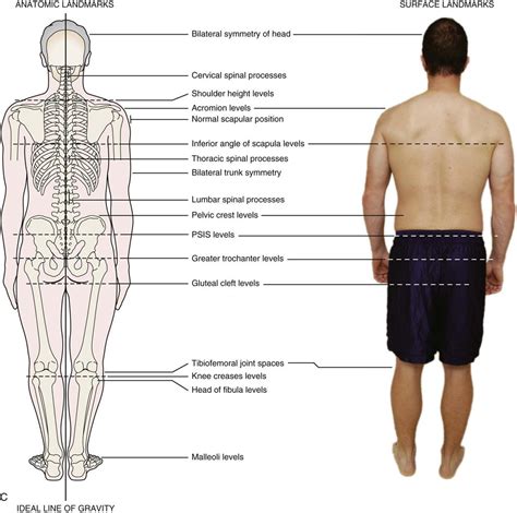 Postural Assessment Chart