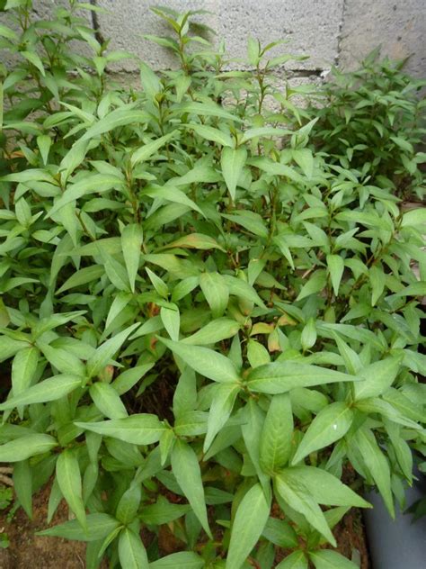 Pasalnya di dalam cuka apel terdapat kandungan antimikroba yang bisa membantu meredakan infeksi jamur di kulit. 19 Khasiat Daun Kesum Yang Ramai Tak Tahu, Menghilangkan ...