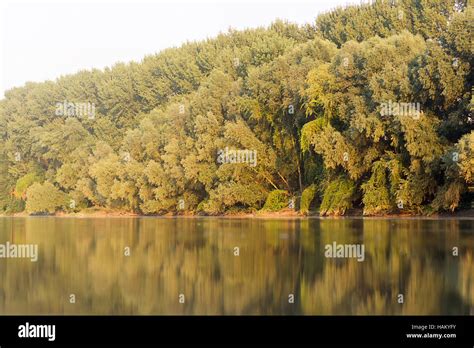Beautiful Summer Landscape With River And Forest Green Trees With