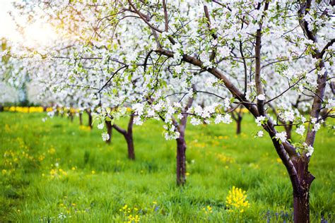 Blossoming Apple Orchard In Spring Ukraine Europe Beauty Worl