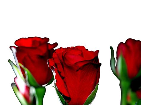 Red Roses Psd Official Psds