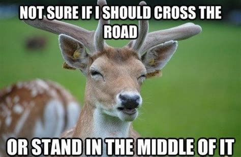 Pin By Faoni Pls On Deer Memes Pinterest Funny