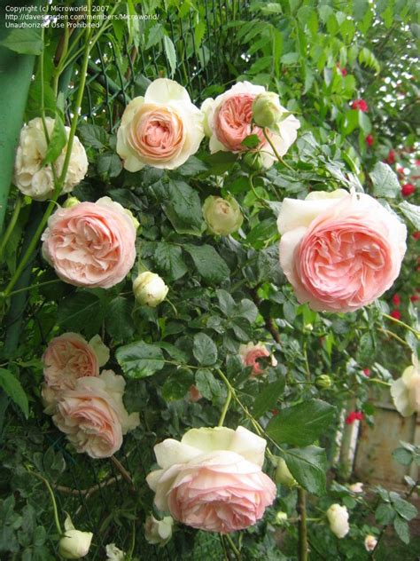 Eden Climbing Rose Iceberg Climbing Rose New Dawn Climbing Rose