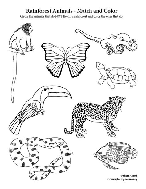 Printable Rainforest Animals