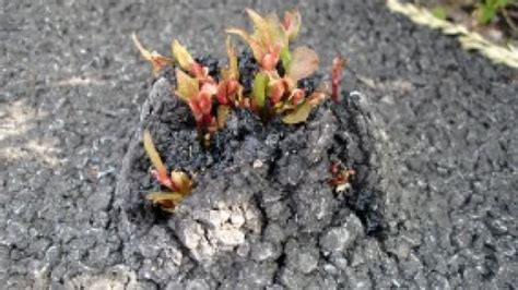 Learn about the bugs in your basement and backyard. Concrete-breaking Japanese knotweed sprouting in Alberta ...