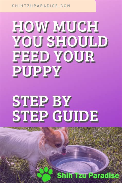 How Much Should A Shih Tzu Eat Puppy Feeding Guide Shih Tzu Puppies