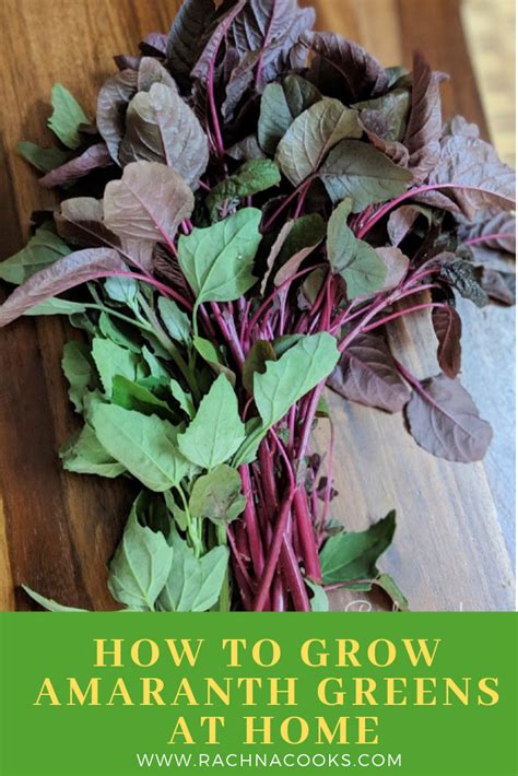 How To Grow Amaranth Greens In Containers At Home Amaranth Grow