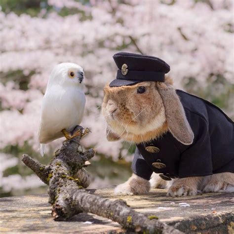Meet Puipui The Worlds Most Stylish Bunny Daily Animal News