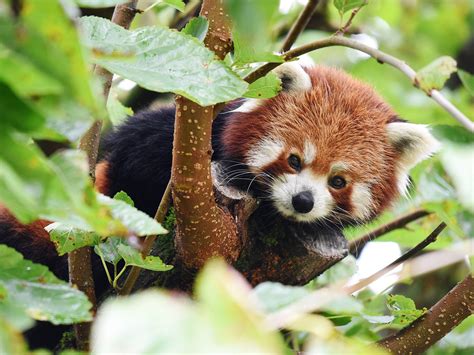 Endangered Red Panda On Loose After Escaping From Zoo The Independent