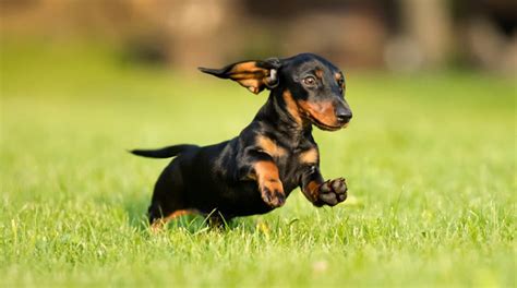 How Much Is A Mini Dachshund Puppy