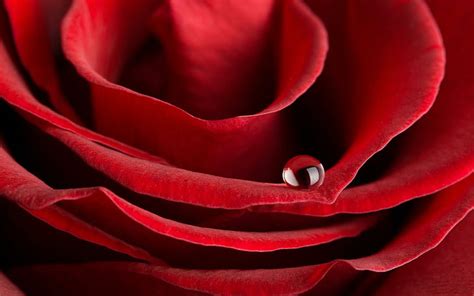 Hd Wallpaper Red Rose Flowers Water Drops Plant No People Beauty