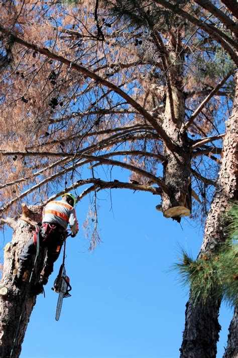 Providing humane bee removal throughout the greater phoenix area. Tree Removal Phoenix, AZ - Design Tree Maintenace Inc ...