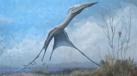 Pterosaurs Havent Soared For 67 Million Years But They Can Still Teach Us About Flight Cbc Radio