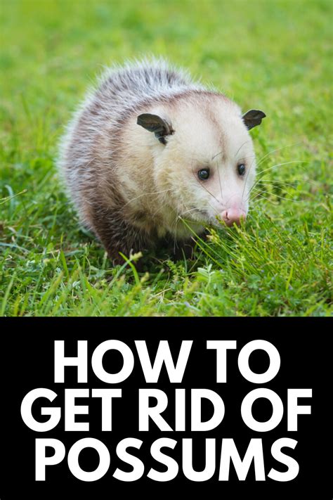 How To Get Rid Of Possums In Your Backyard For Good 2022 Possum