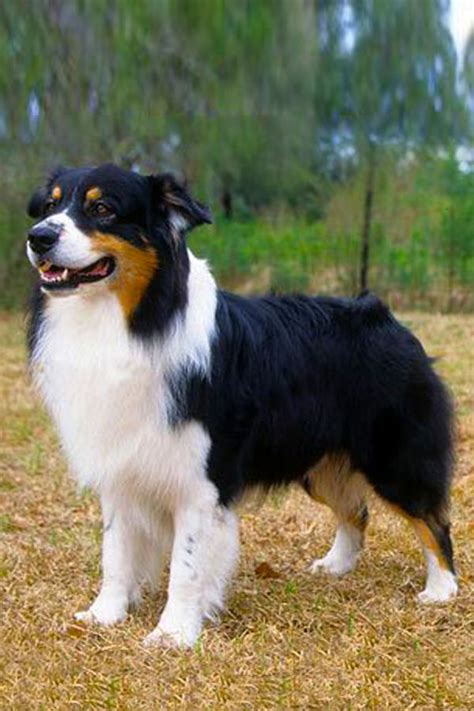 What You Need To Know About Australian Shepherd Health