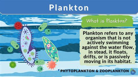 Plankton Definition And Examples Biology Online Dictionary
