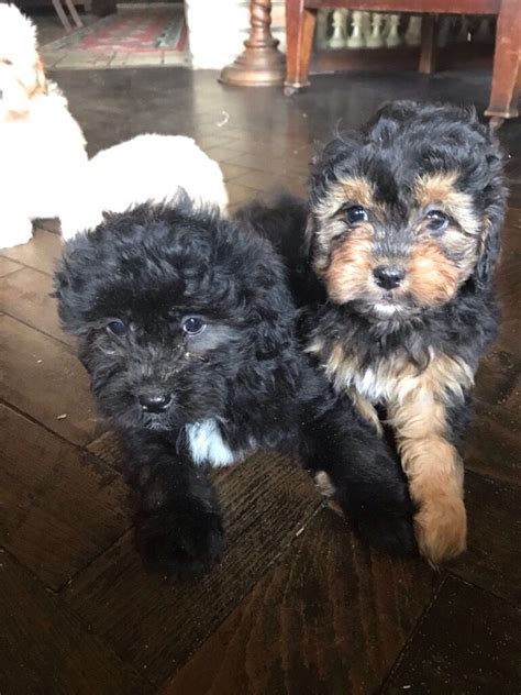 poodle cross lhasa apso puppies  great yarmouth norfolk gumtree