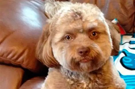 Human Looking Dog Real Or Fake Veknow