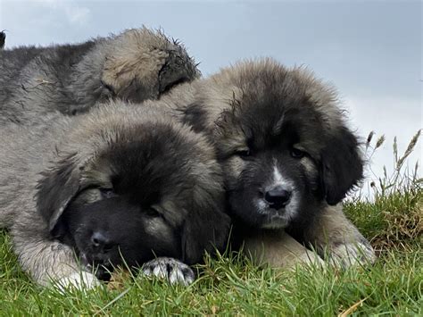 Caucasian Mountain Dogs For Sale Wexford Dogs For Sale Ireland
