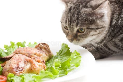Cat Eating Chicken Wings Stock Photo Image Of British 27666668