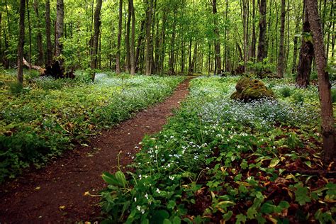 Forest Floor Photo Print