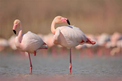 Flamingo Symbolism 11 Spiritual Meanings Of Flamingo