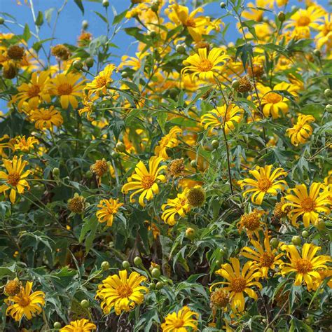 Sunflowers Poisonous To Cats