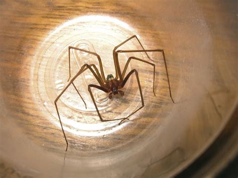 But depending on the spider and its victim, spider bites can cause anything from mild itching and redness to a reaction. What Should I Do If My Dog Ate a Spider? | Cuteness