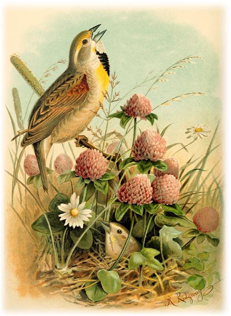 pin by jill schultz on vintage birds images bird illustration bird prints vintage birds