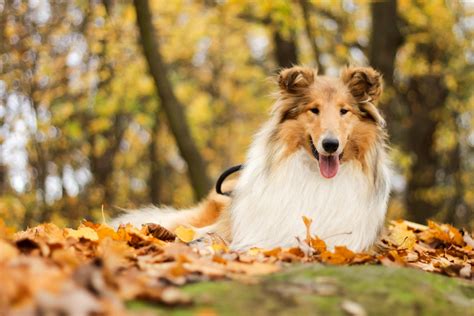 Rough Collie Dogs Wallpapers Wallpaper Cave