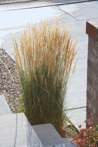 Feather Reed Grass Care How To Grow Feather Reed Ornamental Grasses