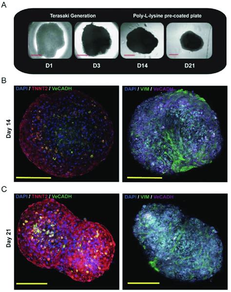 Modelling Adult Human Heart Organoids A Generation Of Contractile
