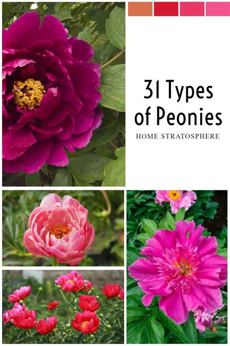 31 Types Of Peonies All Colors Bloom Types And Varieties Artofit