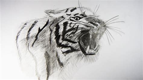 Cómo Dibujar un Tigre Realista How to Draw a Tiger YouTube