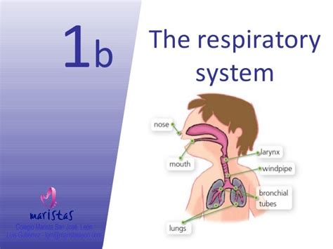 Vocabulary Unit 1 Respiratory System 1