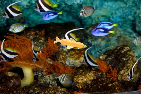 Fishy New Species Hoodwinks The Public As Sea Life London Aquarium