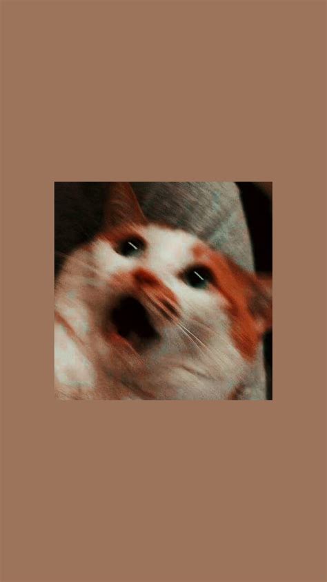 Pin By Bmo Chan On Memes Memables Kitten Wallpaper Cute Cat