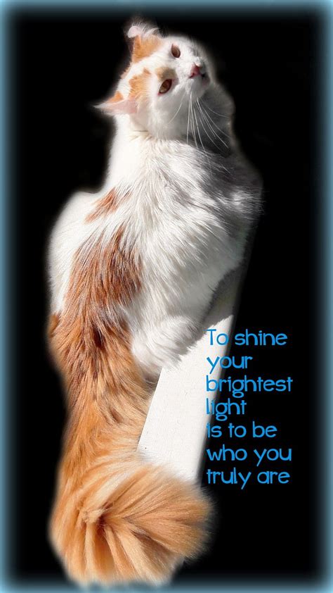 Light Of You Cat Be Who You Are Be You Body And Tail Cool Cat