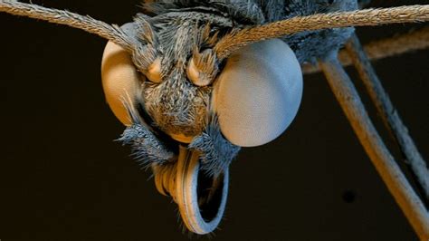 Microscopic Camera Captures Incredible Photographs Of Insects And