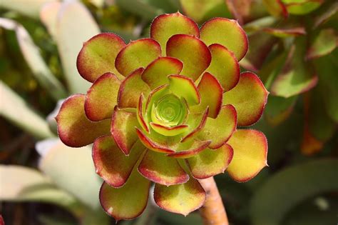 Di piante grasse da interni ce ne sono veramente tante. Pianta Grassa Con Fiori Gialli A Grappolo - Pianta Fiori ...