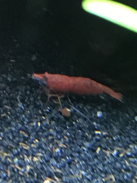 Cherry Shrimp Sexing Help My Aquarium Club