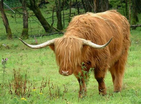 Highland Cattle Highland Cattle Scottish Highland Cow