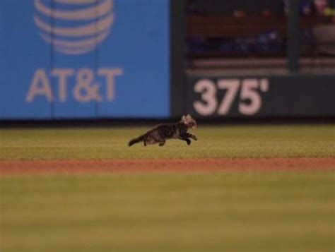 Watch Rally Cat Interrupts Cardinals Royals 1 Pitch Before Yadis