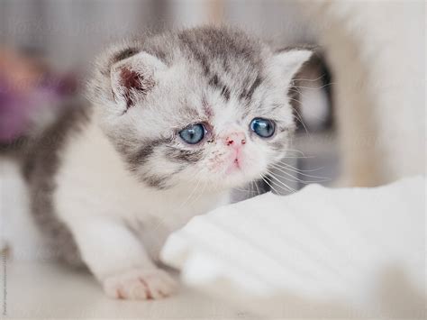Exotic Shorthair Kitten By Stocksy Contributor Pansfun Images Stocksy