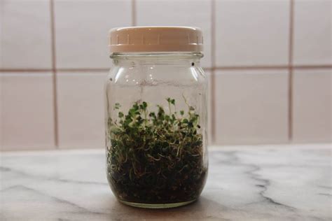 How To Grow Sprouts In A Mason Jar For A Crunchy Nutritious Treat 🌱🥗