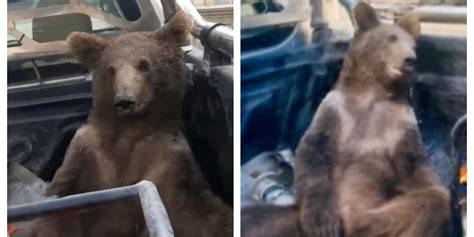 Footage Shows Bear Getting High On Honey Indy100